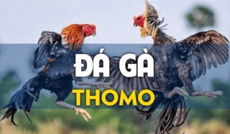 Ảnh đại diện trò chơi đá gà thomo 8kbet